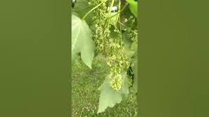 Attēlu rezultāti vaicājumam “Acer pseudoplatanus flower”