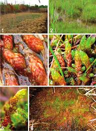 Attēlu rezultāti vaicājumam “Drepanocladus polygamus”