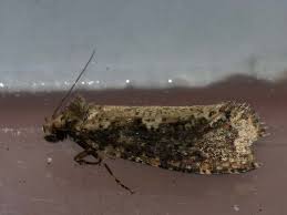 Attēlu rezultāti vaicājumam “Scardia boletella”