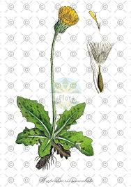 Attēlu rezultāti vaicājumam “Hypochaeris maculata”