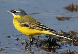 Attēlu rezultāti vaicājumam “Motacilla flava flava”