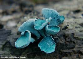 Attēlu rezultāti vaicājumam “Chlorociboria aeruginascens”