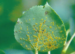 Attēlu rezultāti vaicājumam “Melampsora epitea”