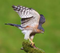 Attēlu rezultāti vaicājumam “Accipiter nisus male”
