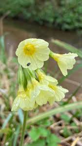 Image result for Primula elatior