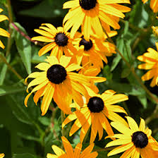 Image result for Rudbeckia fulgida