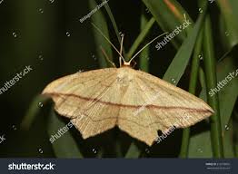 Attēlu rezultāti vaicājumam “Timandra comae”