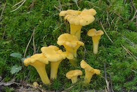 Attēlu rezultāti vaicājumam “Cantharellus cibarius”