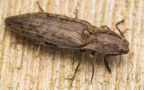 Attēlu rezultāti vaicājumam “Actenicerus sjaelandicus”