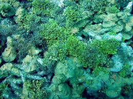 Attēlu rezultāti vaicājumam “Chlorophyta”