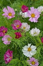 Image result for Cosmos bipinnatus
