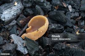 Attēlu rezultāti vaicājumam “Peziza varia”