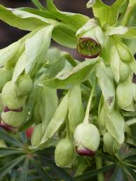 Image result for Nieswurz