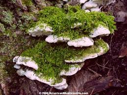 Attēlu rezultāti vaicājumam “Oxyporus”