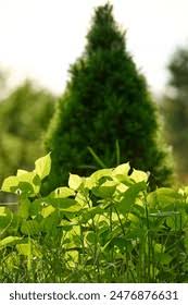 Attēlu rezultāti vaicājumam “Reynoutria sachalinensis fruit”