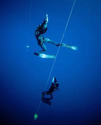 Image result for Diveline