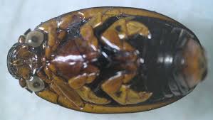 Attēlu rezultāti vaicājumam “Gyrinidae”