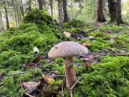 Attēlu rezultāti vaicājumam “Amanita excelsa”