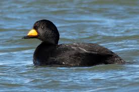 Attēlu rezultāti vaicājumam “Melanitta nigra”