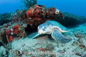Image result for Lepidochelys kempii