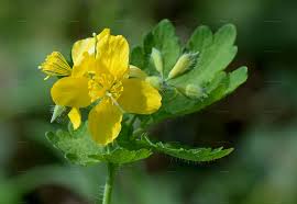 Attēlu rezultāti vaicājumam “Chelidonium majus bud”