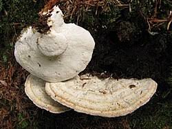 Attēlu rezultāti vaicājumam “Postia guttulata”