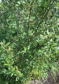 Attēlu rezultāti vaicājumam “Salix myrsinifolia”