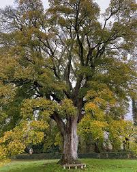 Attēlu rezultāti vaicājumam “Acer pseudoplatanus fo. purpurascens”
