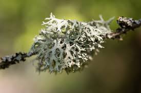 Attēlu rezultāti vaicājumam “Pseudevernia furfuracea”