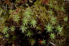 Attēlu rezultāti vaicājumam “Pogonatum dentatum”