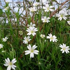 Attēlu rezultāti vaicājumam “Stellaria holostea fruit”