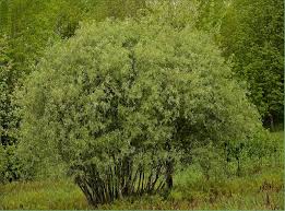 Attēlu rezultāti vaicājumam “Salix”