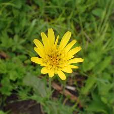 Attēlu rezultāti vaicājumam “Microbotryum tragopogonis - pratensis”