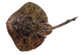 Image result for Raja undulata