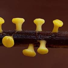 Attēlu rezultāti vaicājumam “Craterium aureum”