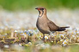 Image result for Glareola pratincola