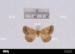 Attēlu rezultāti vaicājumam “Lentaria sp.”