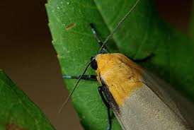 Attēlu rezultāti vaicājumam “Lithosia quadra male”