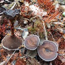 Attēlu rezultāti vaicājumam “Coltricia perennis”