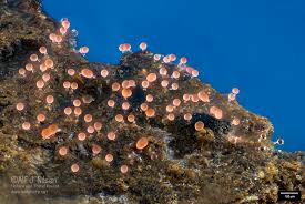 Attēlu rezultāti vaicājumam “Perichaena corticalis spores”