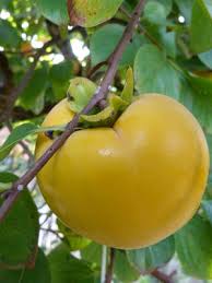 Image result for sharon fruit
