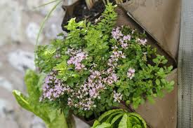 Image result for Origanum vulgare