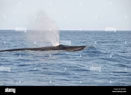 Image result for Balaenoptera borealis