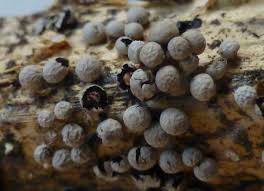 Attēlu rezultāti vaicājumam “Diderma ochraceum macro”