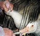 Anti FOIE GRAS Campaign