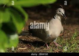Attēlu rezultāti vaicājumam “Columbiformes”
