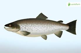 Image result for Salmo trutta trutta