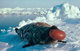 Image result for Cystophora cristata