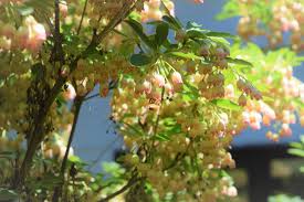 Attēlu rezultāti vaicājumam “Enkianthus chinensis flower”