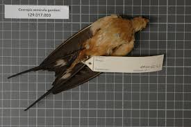 Attēlu rezultāti vaicājumam “Hirundinidae”